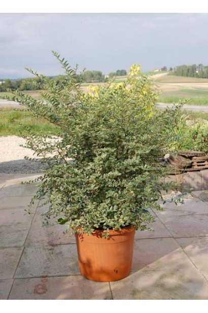 Бірючина Мюслі